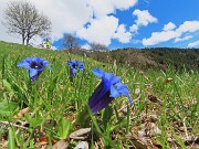 45 Fiori di Gentiana clusii (Genziana di Clusius)
